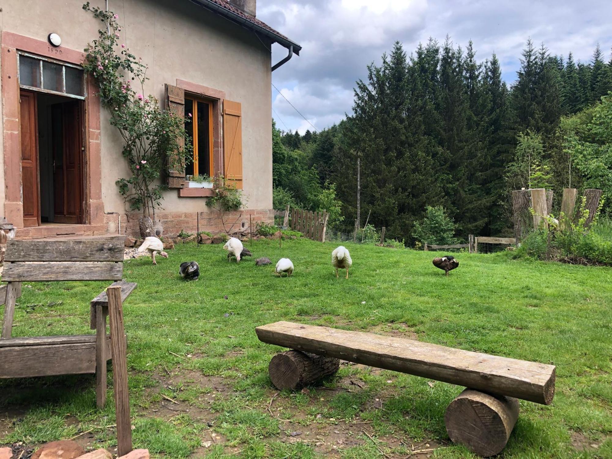 A L'Oree De Soi - Maison Forestiere De La Soie - Eco Gite, Chambres D'Hotes, Camping Au Pied Des Vosges Saint-Sauveur  Eksteriør bilde